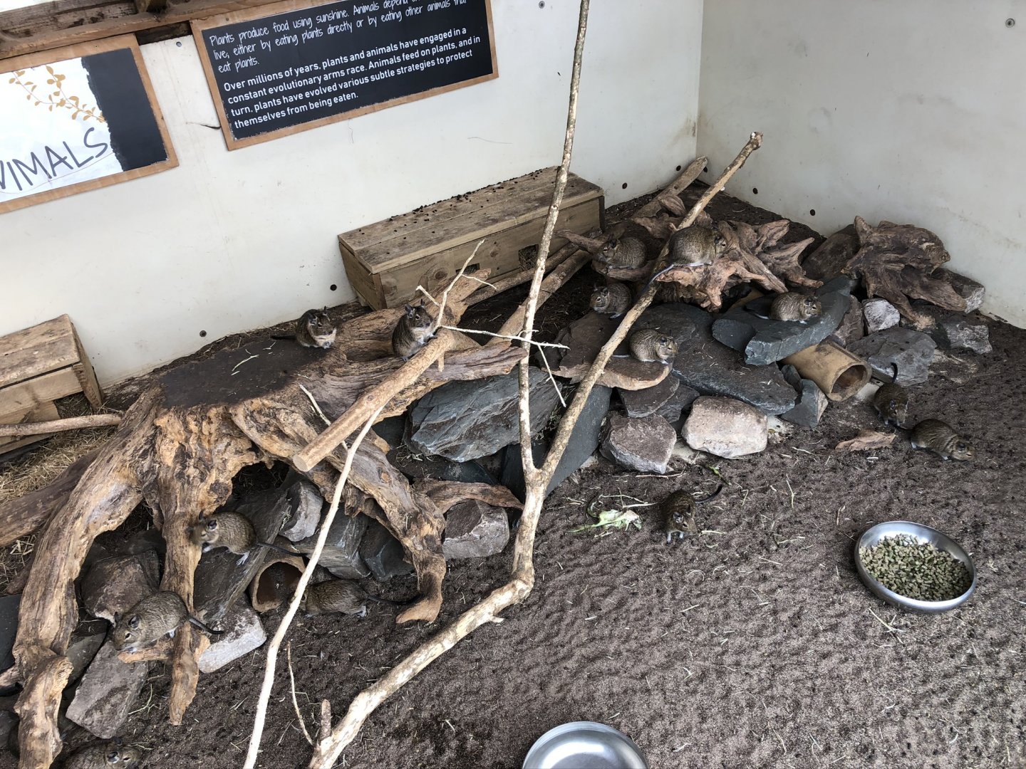 Degu Enclosure at Lakeland Wildlife Oasis (2020)