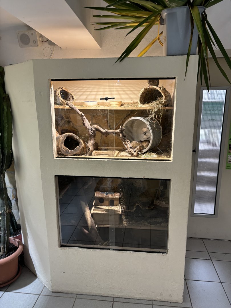 Degu enclosure at Zoo Wassertstern (Ingolstadt)