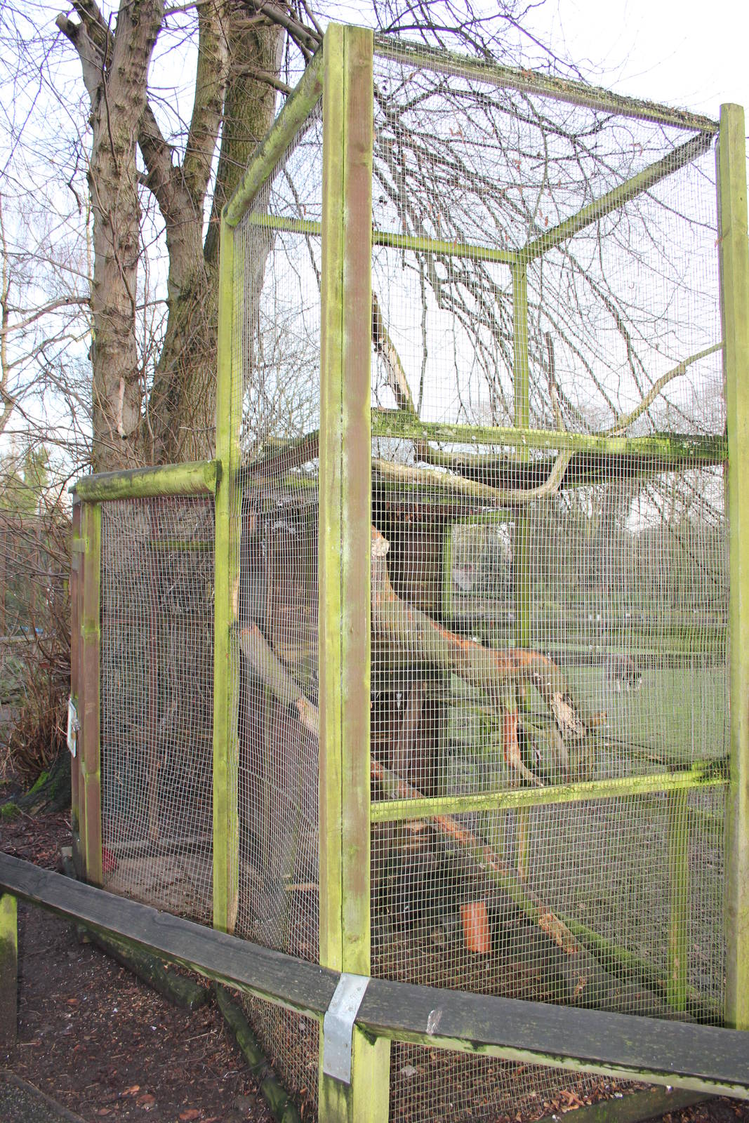 Degu enclosure
