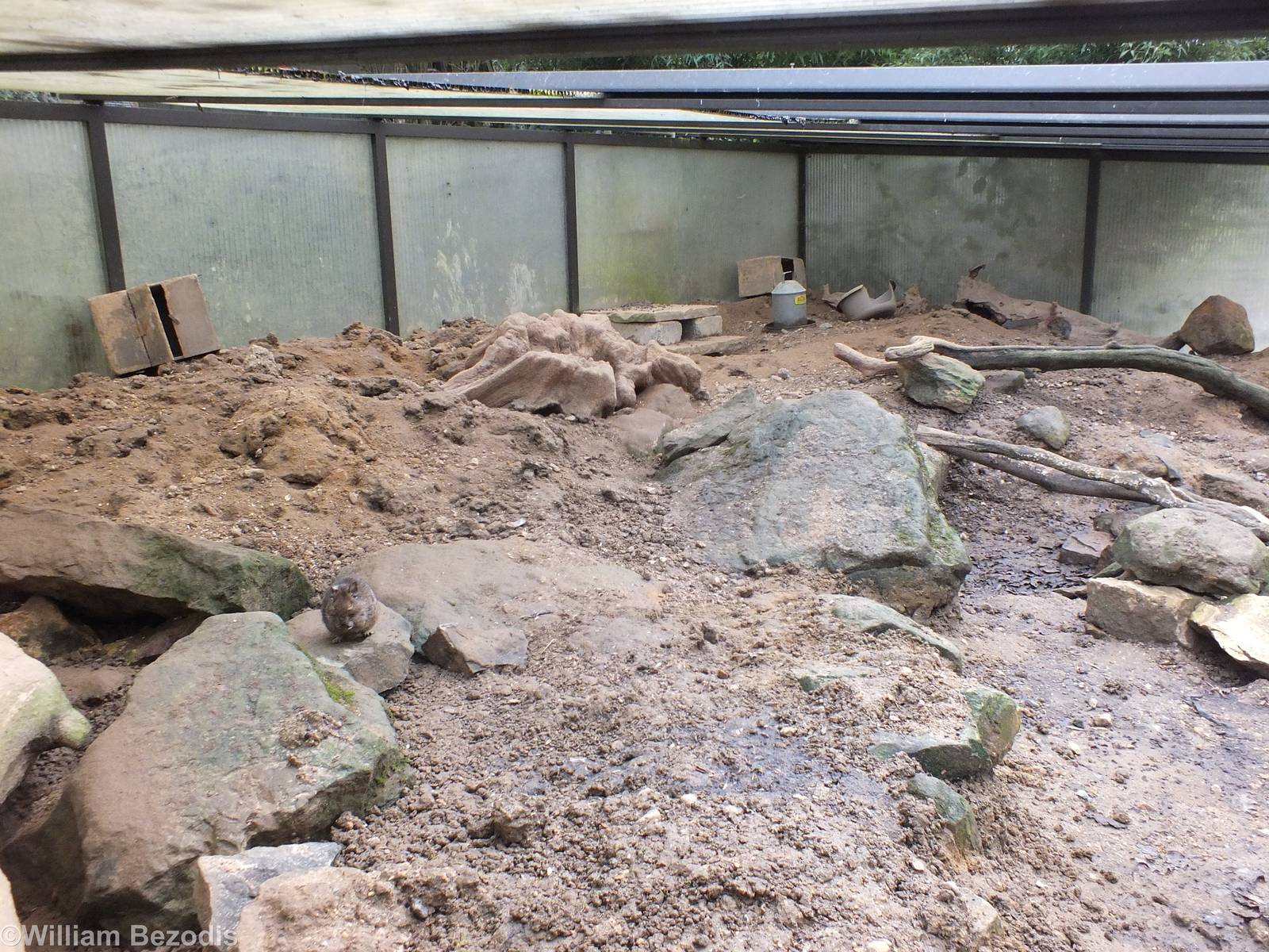 Degu Enclosure