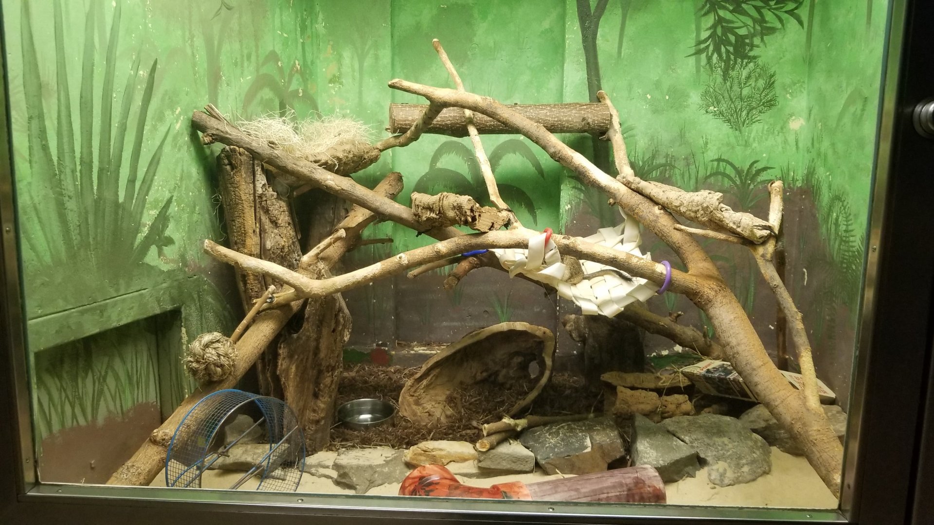 Degu enclosure