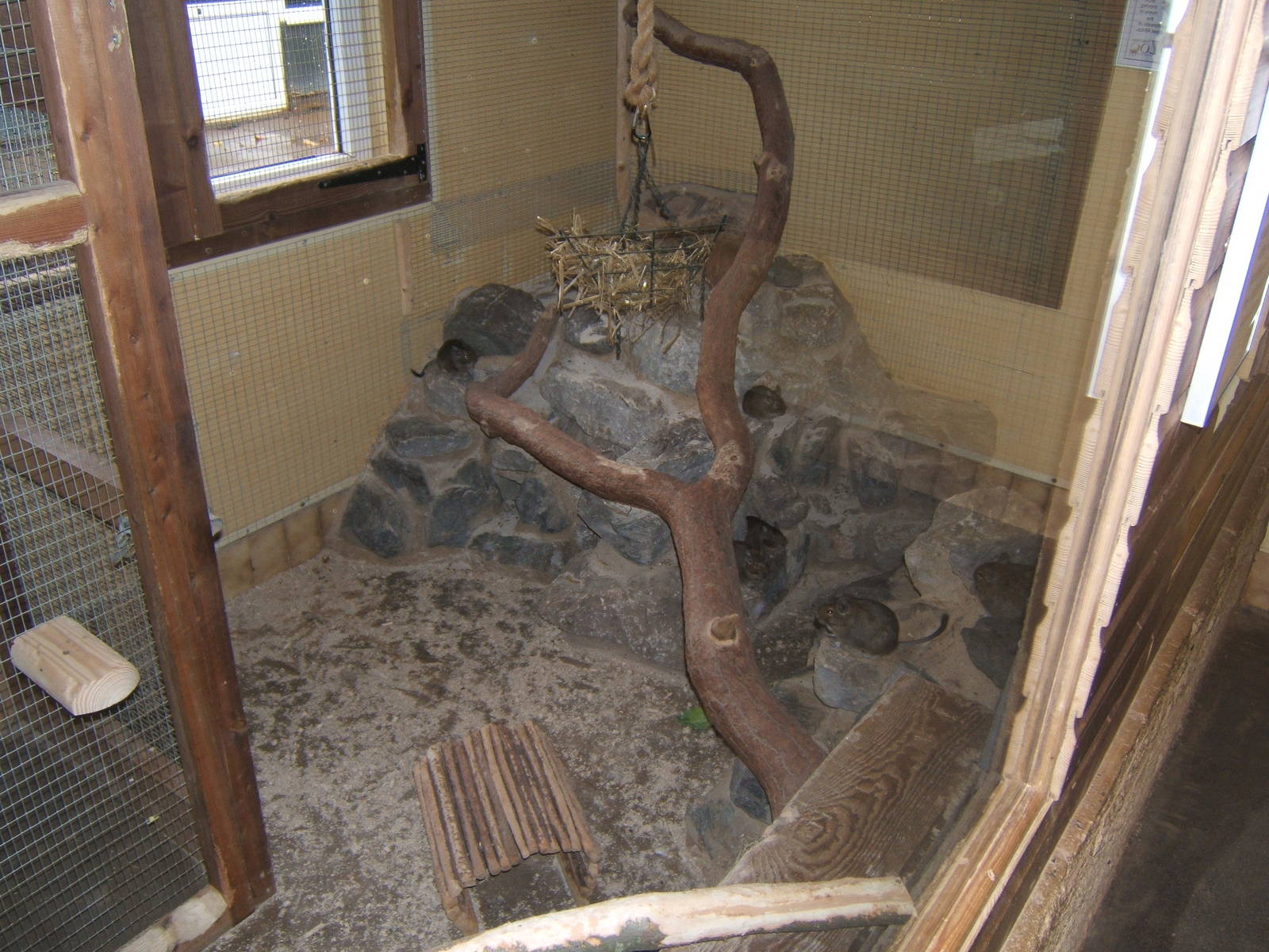 Degu enclosure