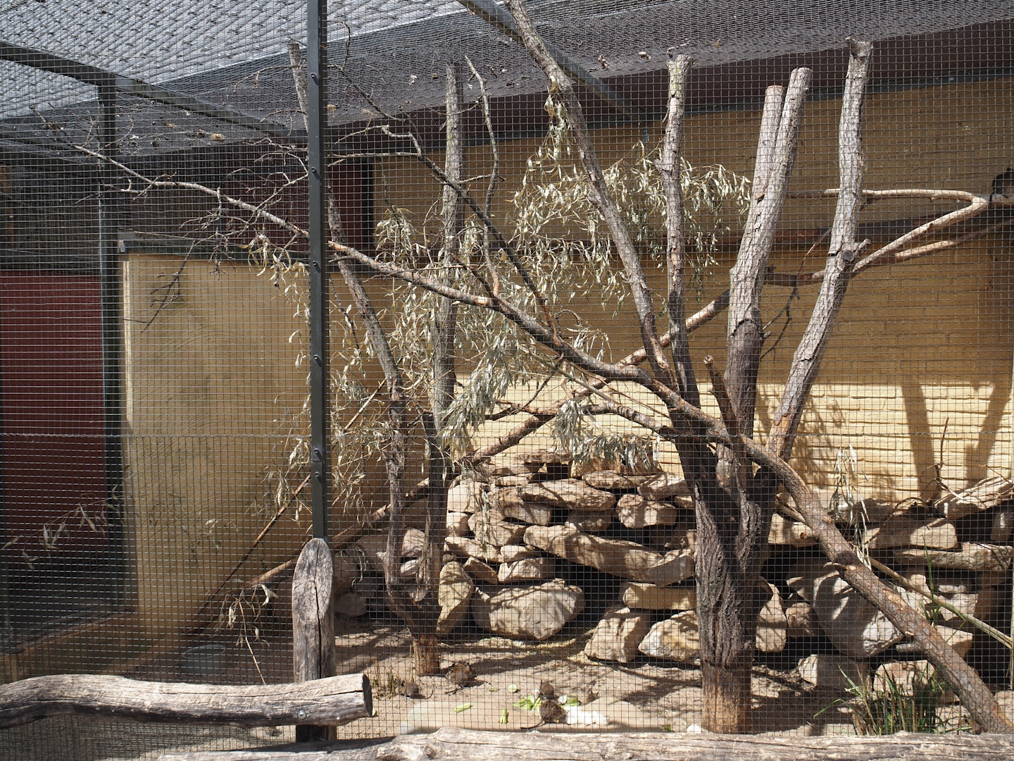 Degu exhibit, 2025-05-22