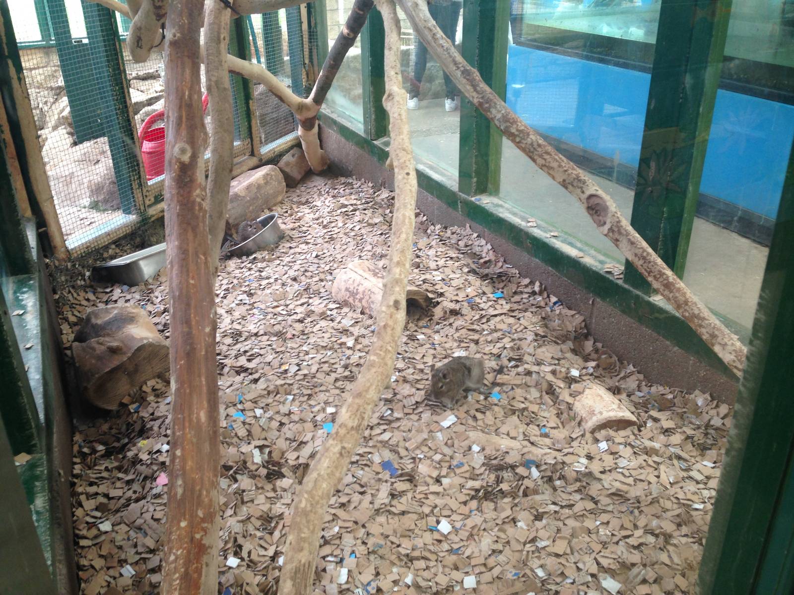 Degu Exhibit at Ponderosa Rural Thereapeutic Centre