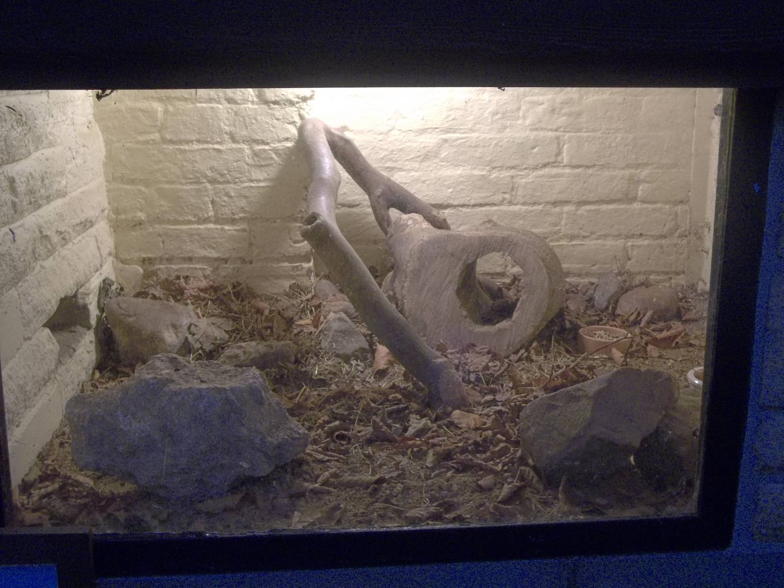 Degu exhibit redesigned, 14th November 2014