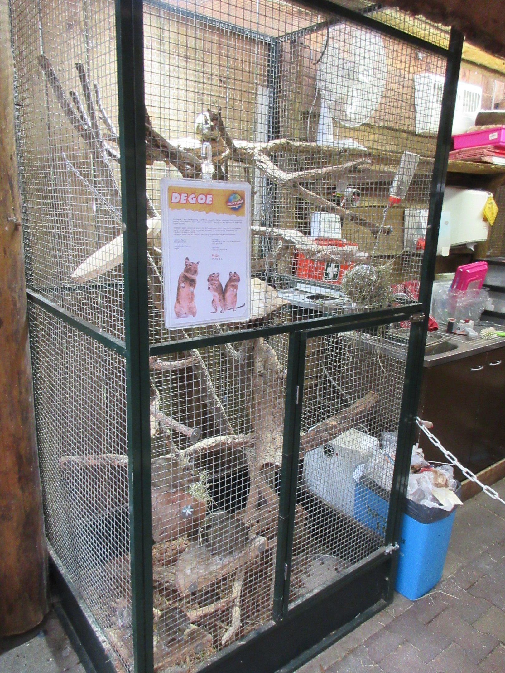 Degu Exhibit