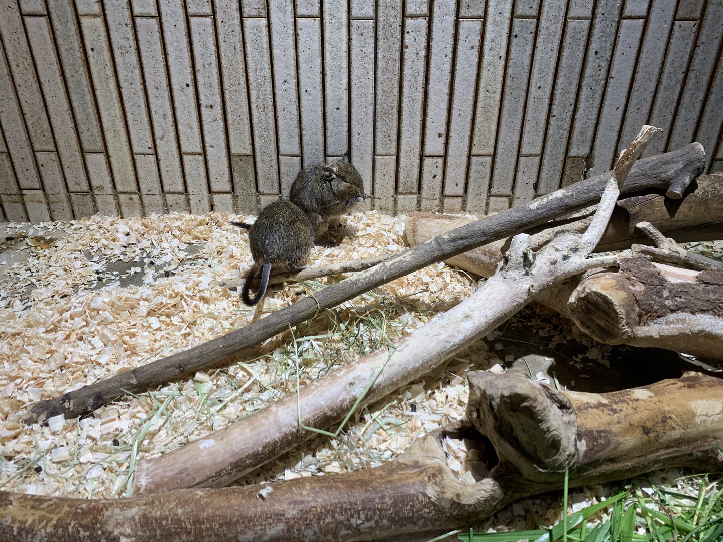 Degu Exhibit