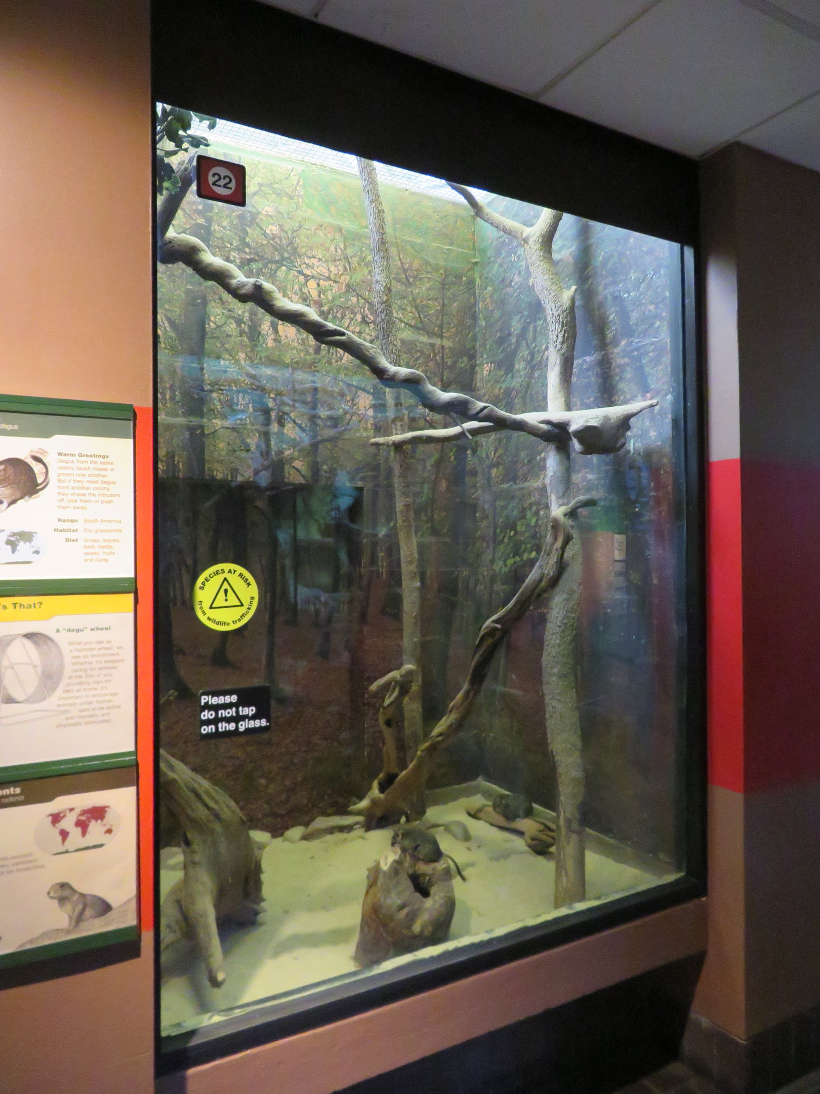 Degu Exhibit
