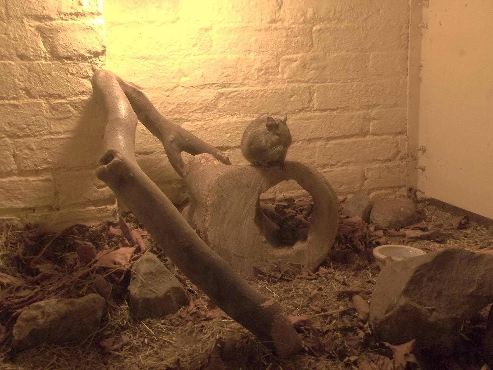 Degu in redesigned exhibit, 15th November 2014