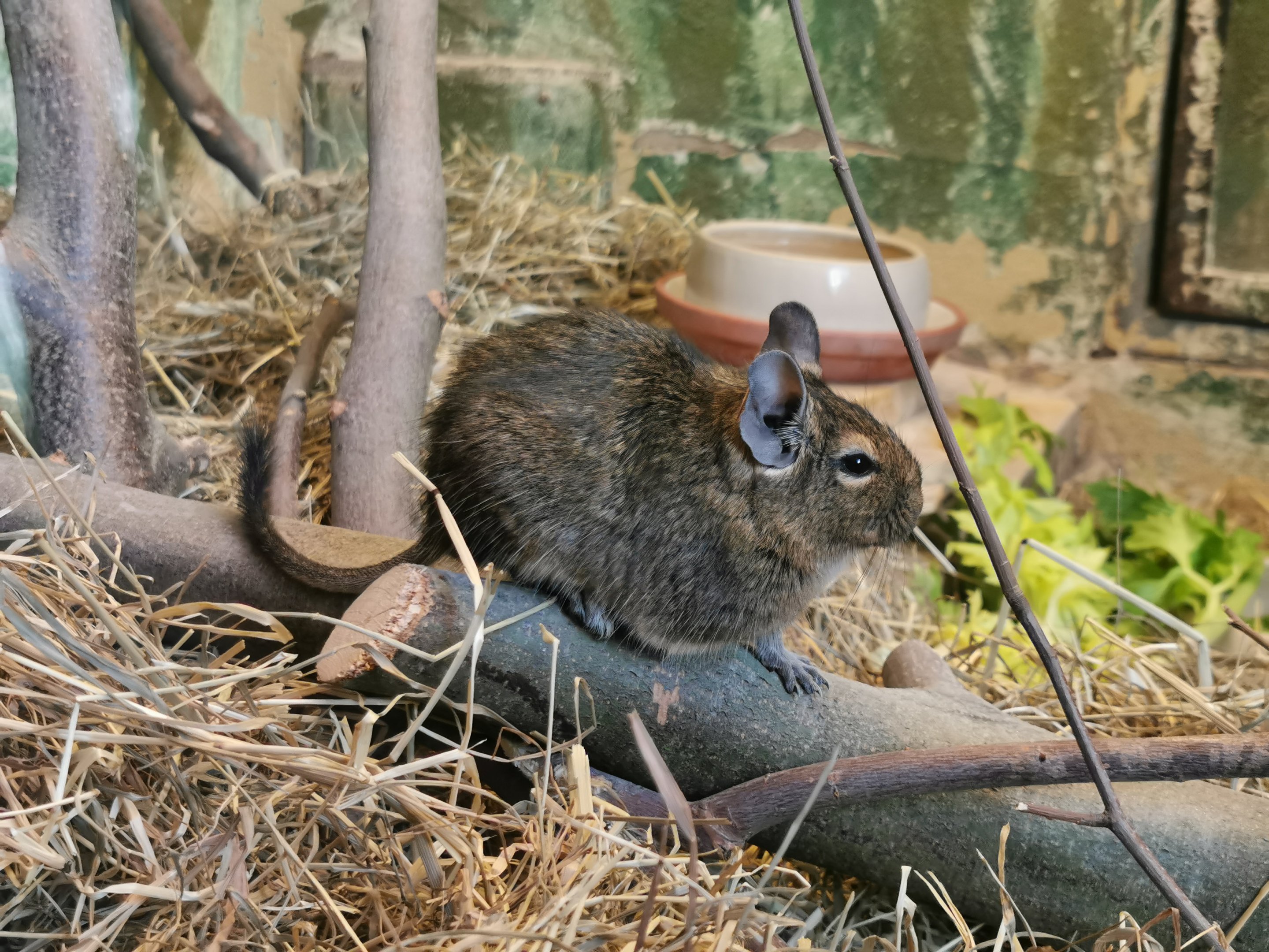 Degu (Octodon degus) - Lemur house