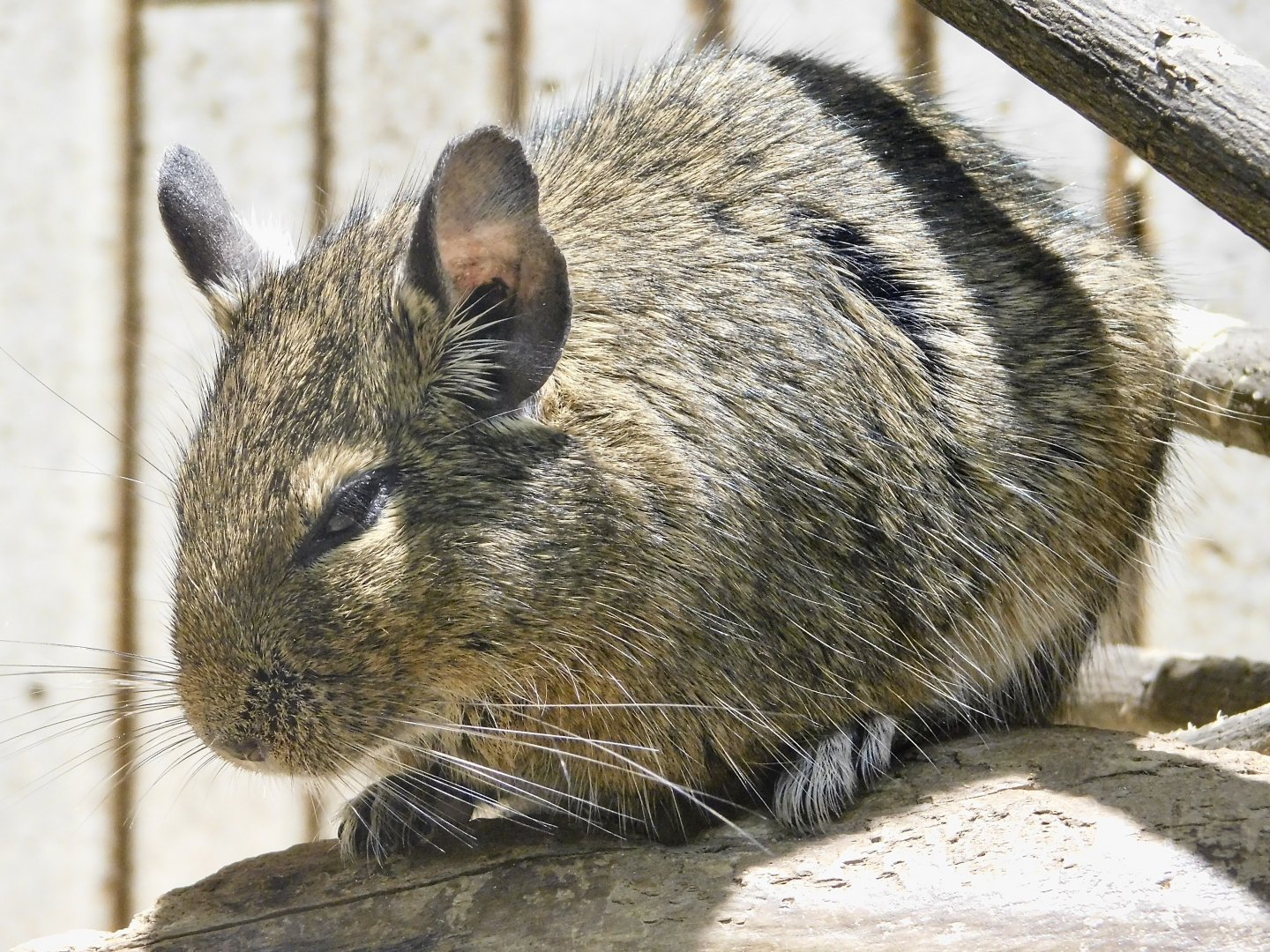 Degu (Octodon degus) September 13, 2025