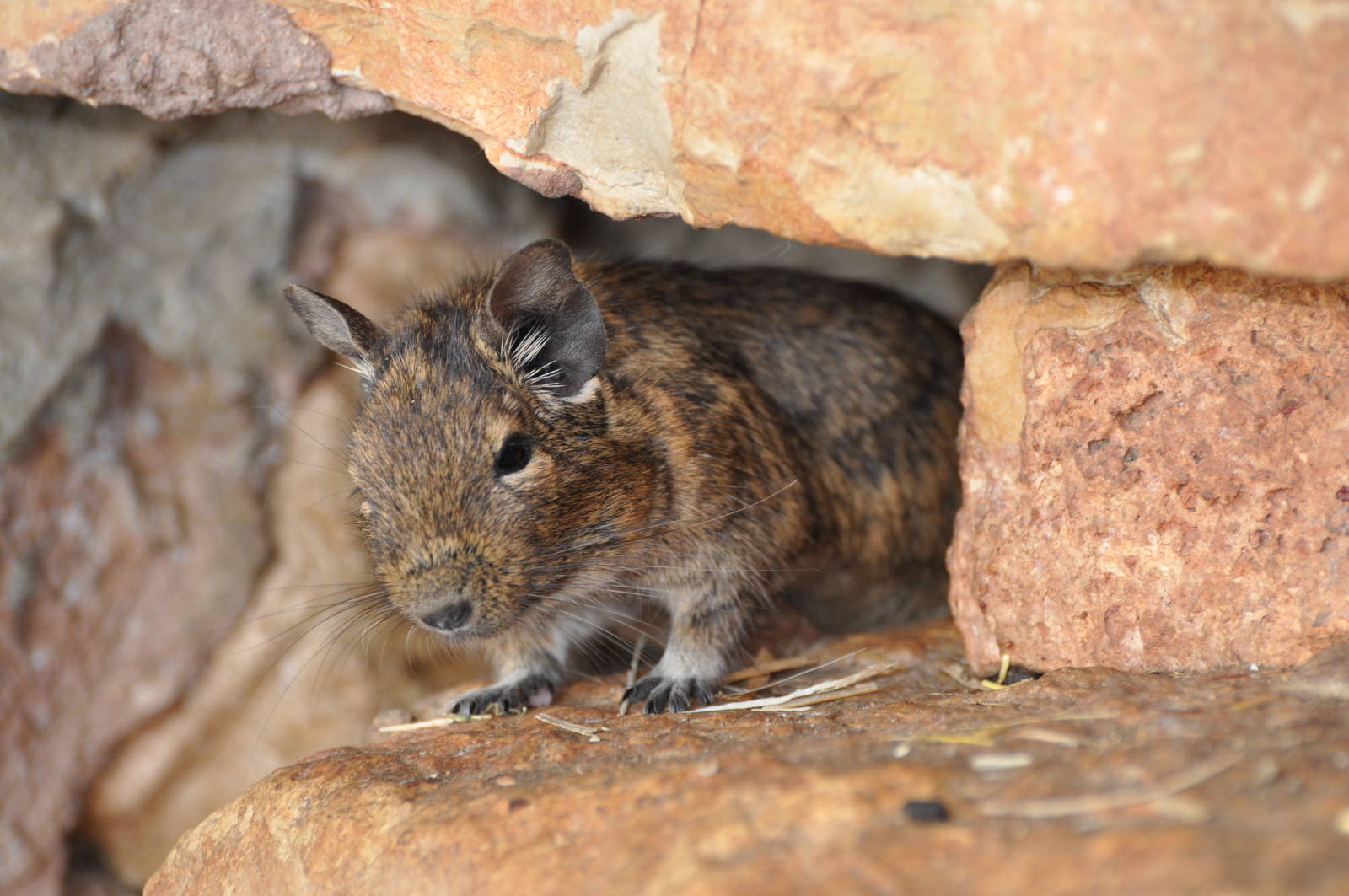 Degu/ Octodon degus