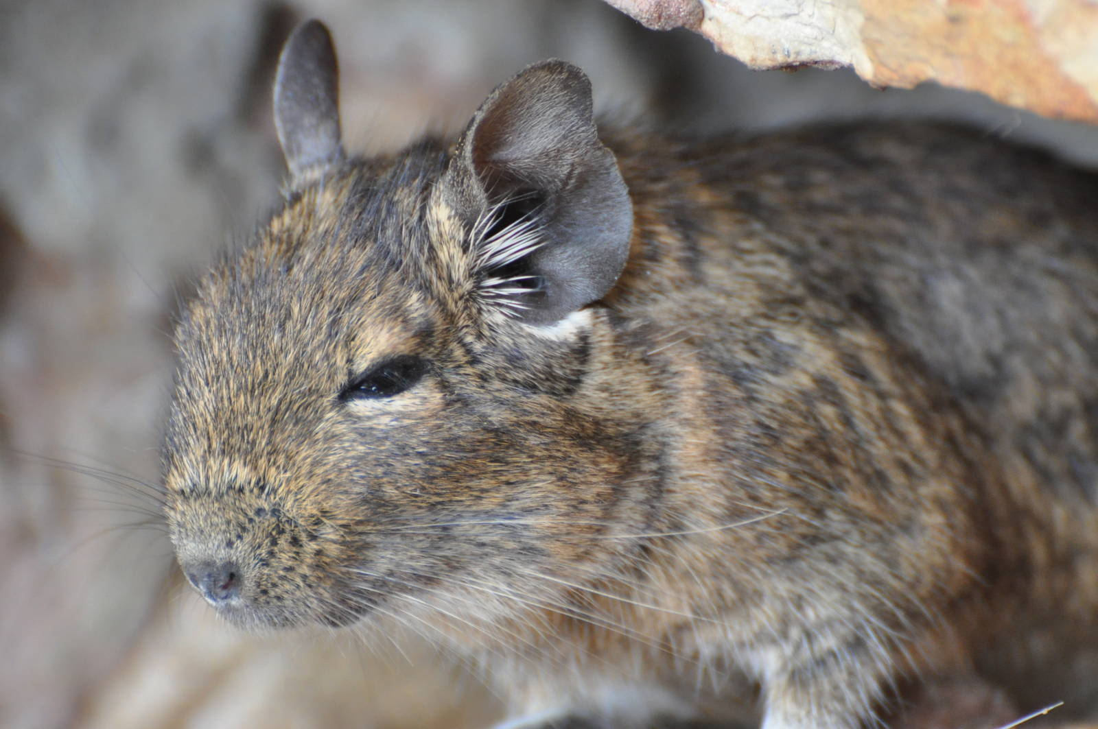 Degu / Octodon degus