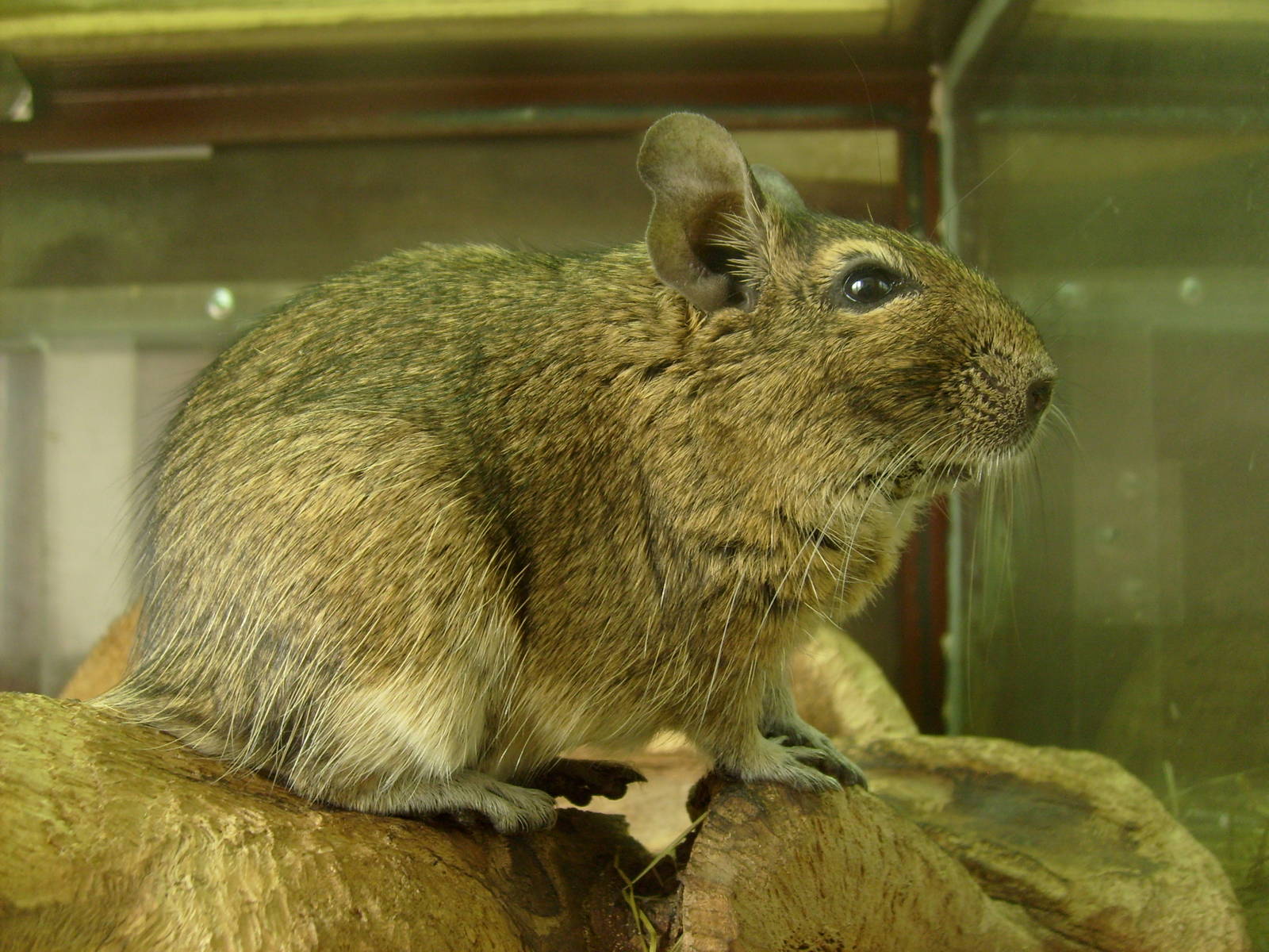 Degu/Octodon degus