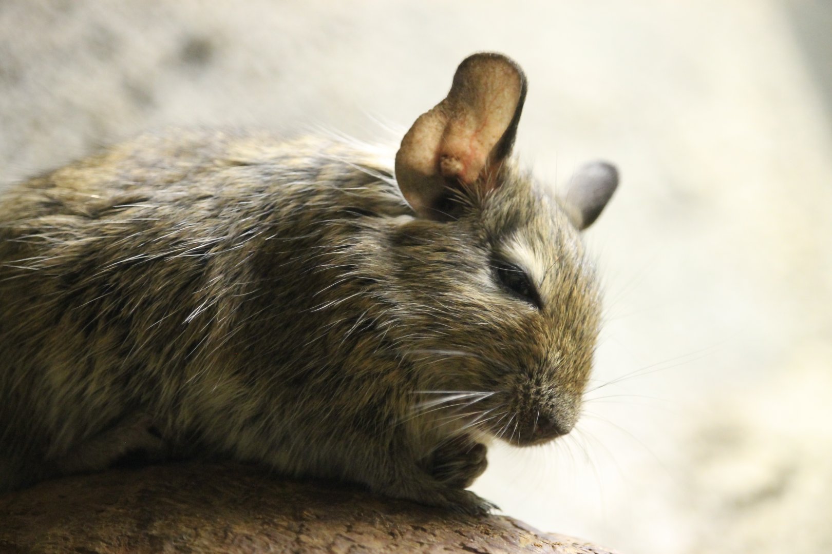 Degu (Octodon degus)