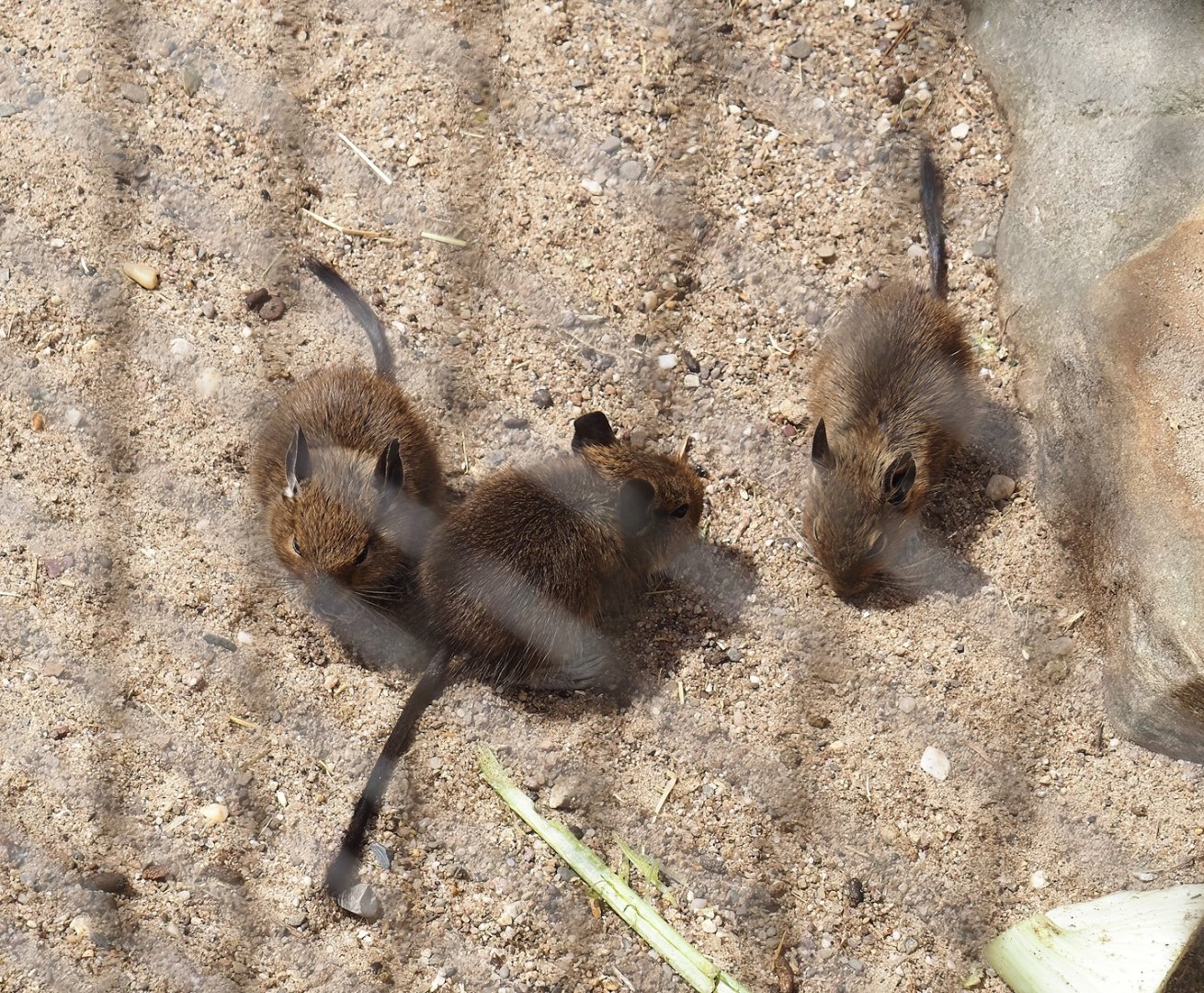Degu pups (Octodon degus), 2025-05-22