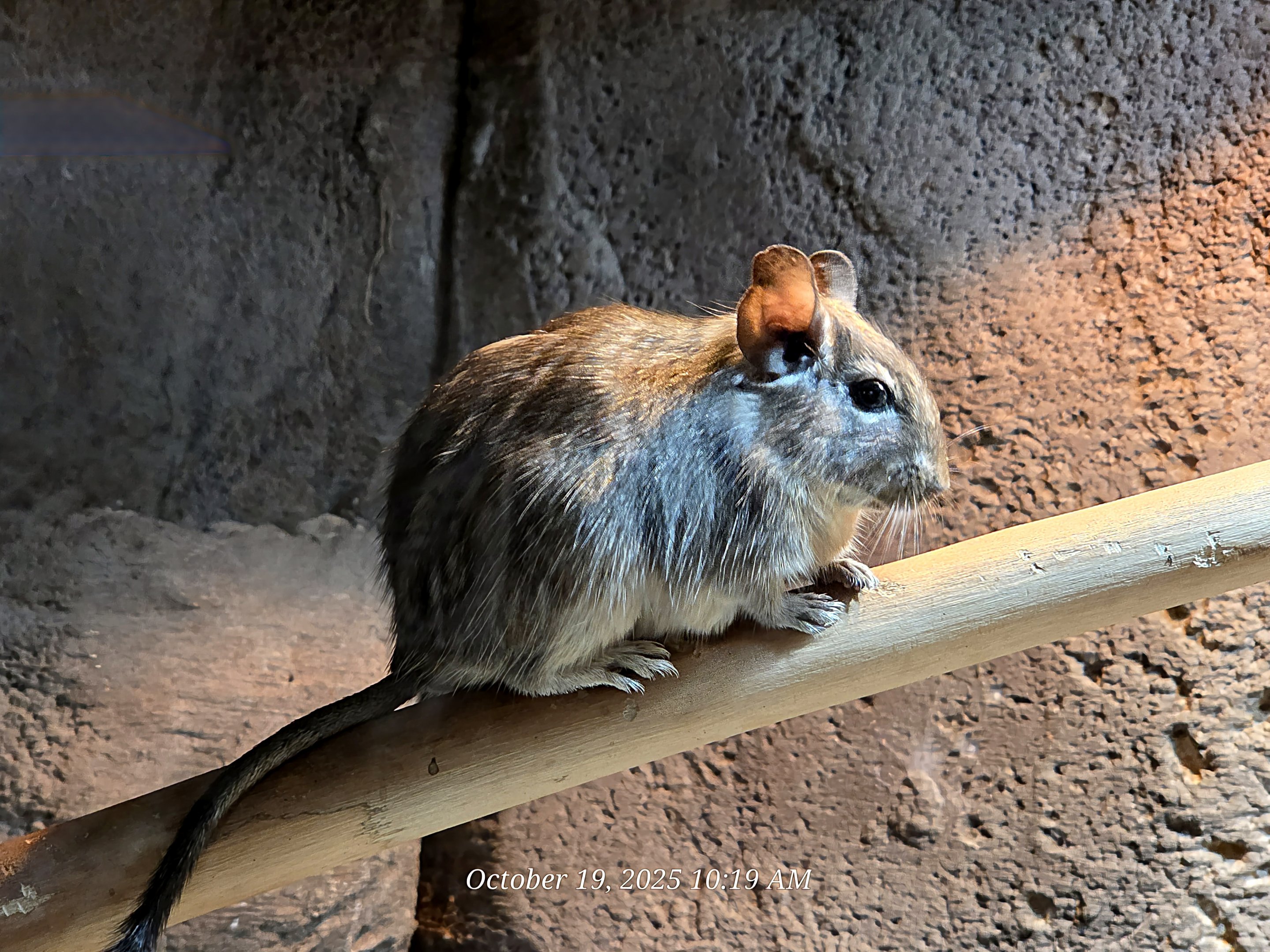 Degu - Rainforest Adventures