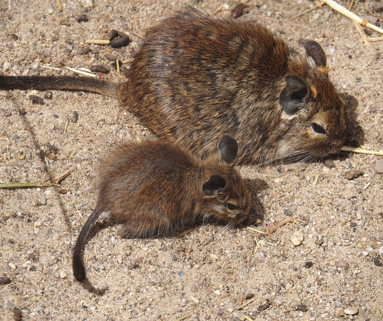 Degu with pup (Octodon degus), 2025-05-22
