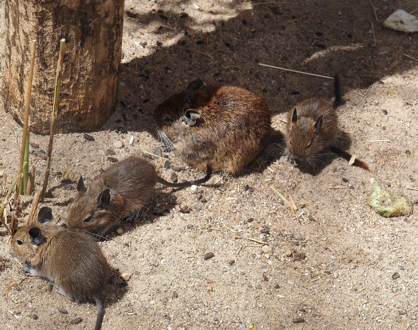 Degu with pups (Octodon degus), 2025-05-22