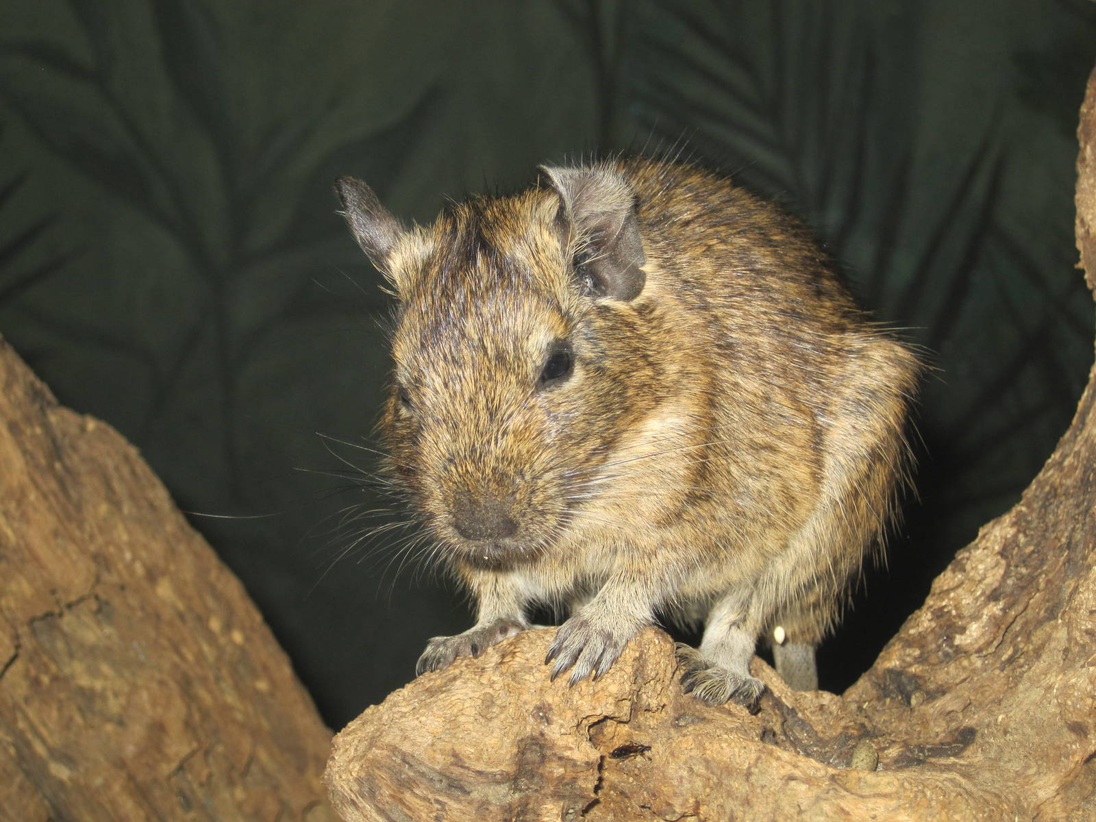 Degu