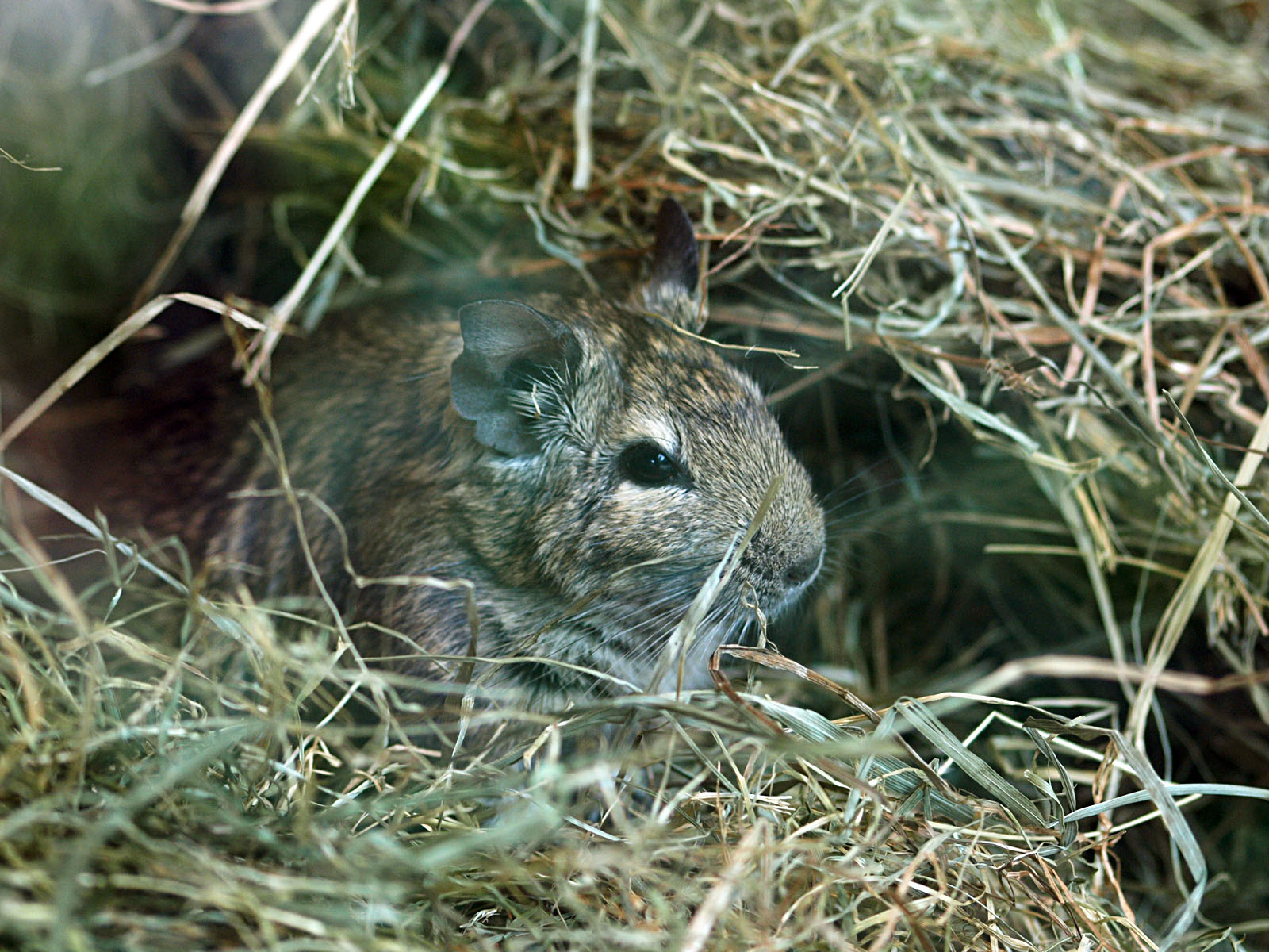 Degu