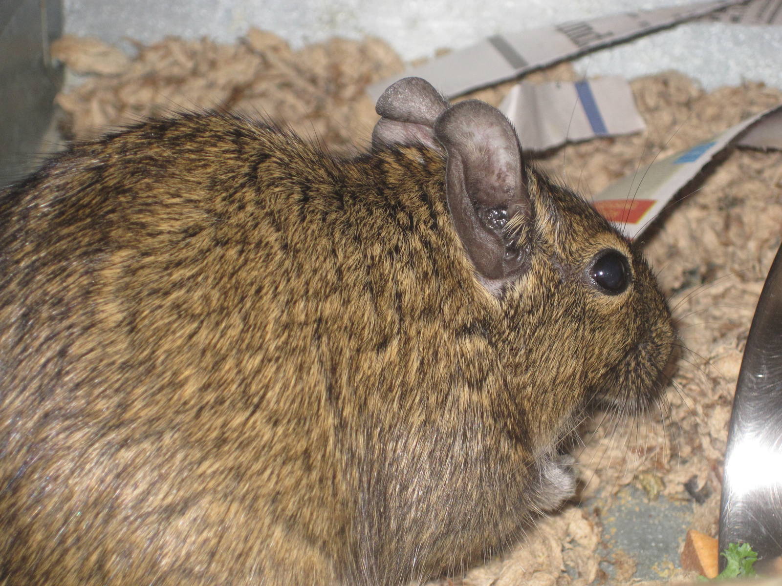 Degu