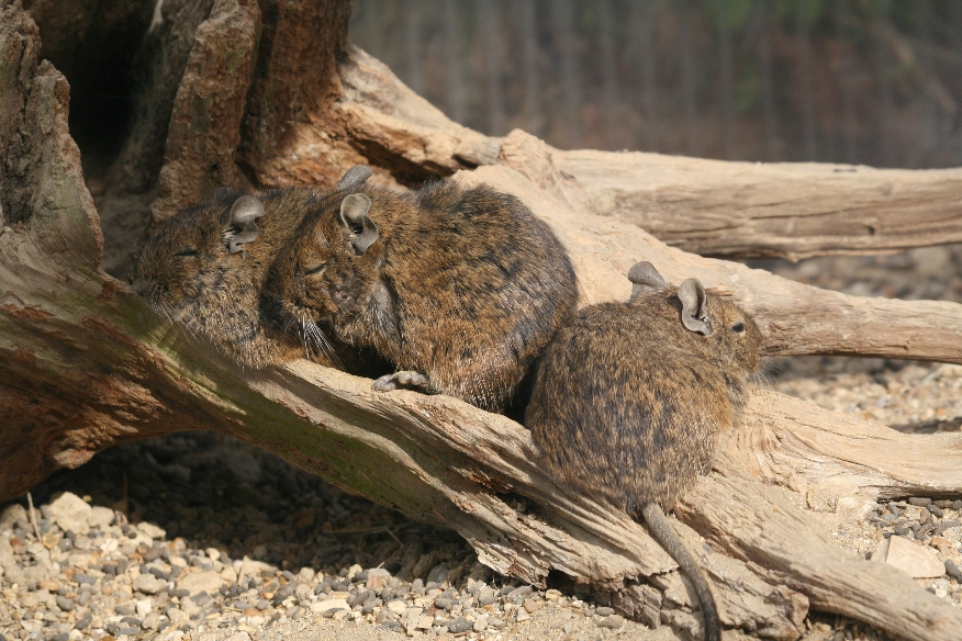 Degu