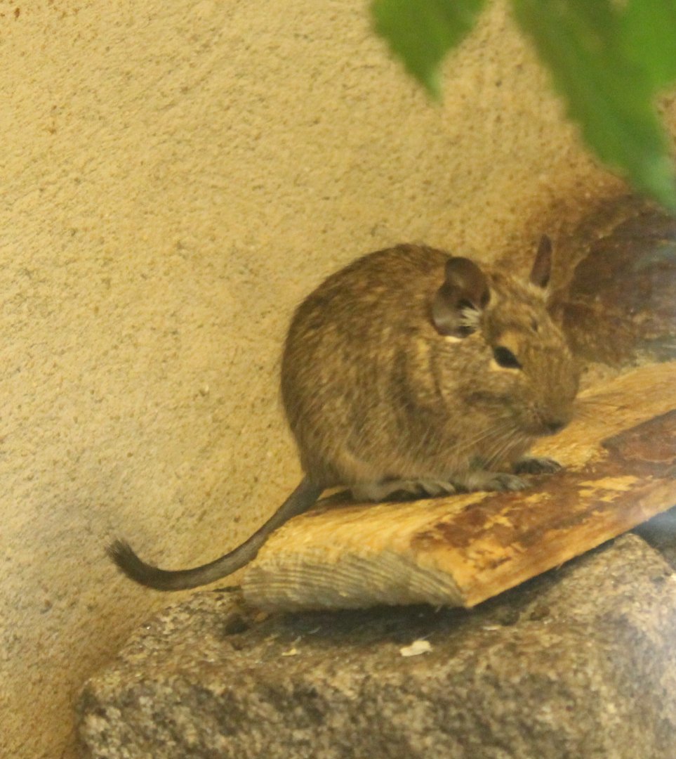 Degu