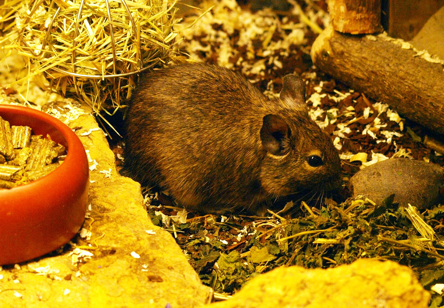 Degu