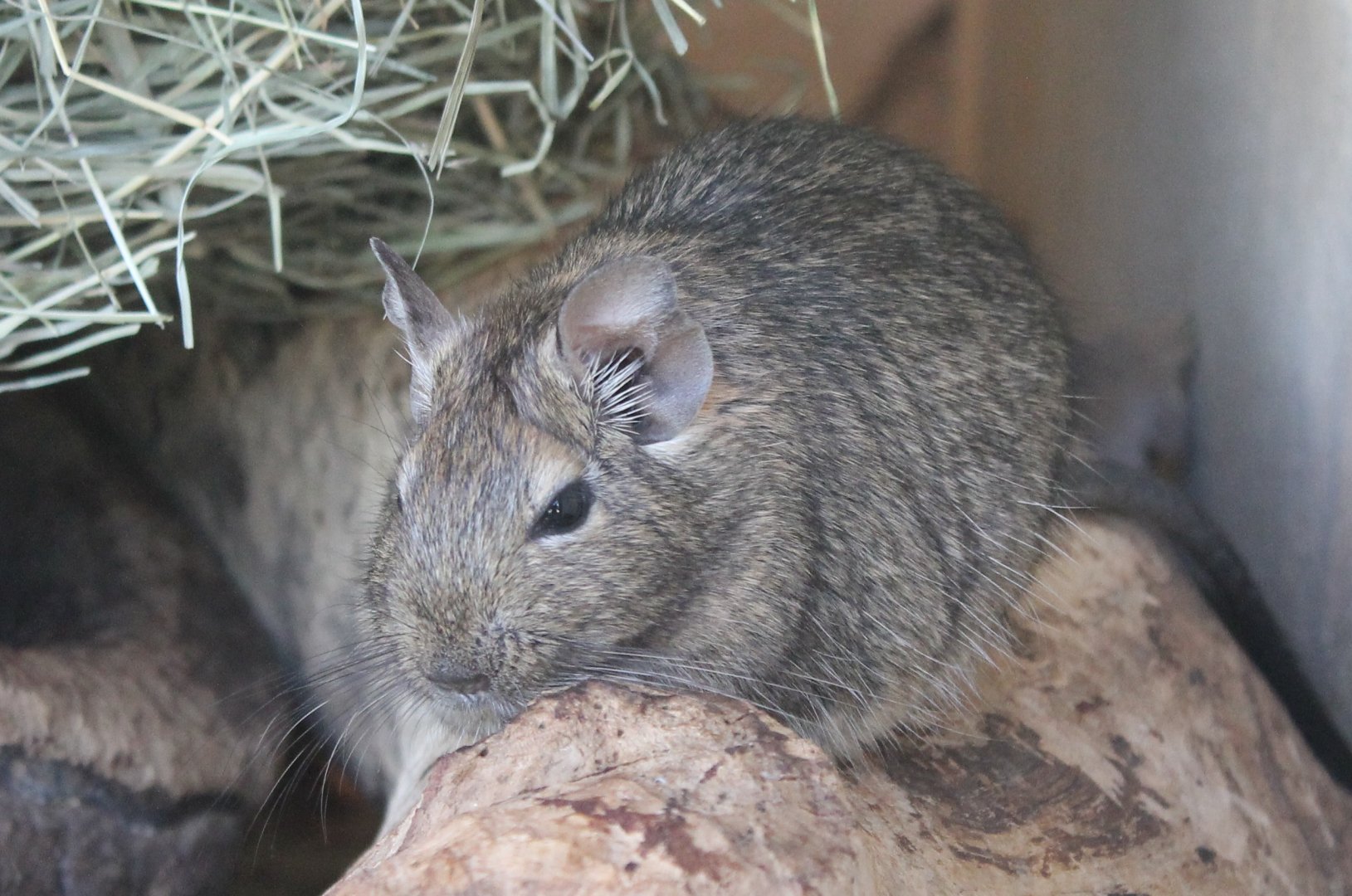 Degu