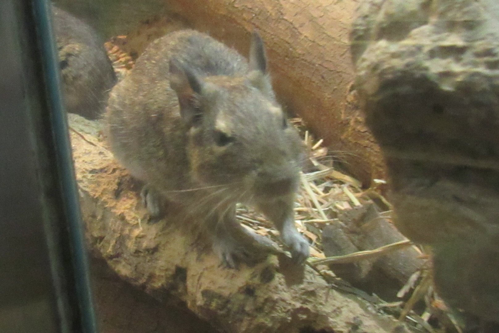 degu