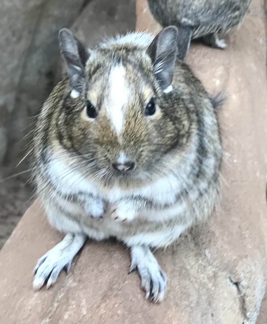 Degu