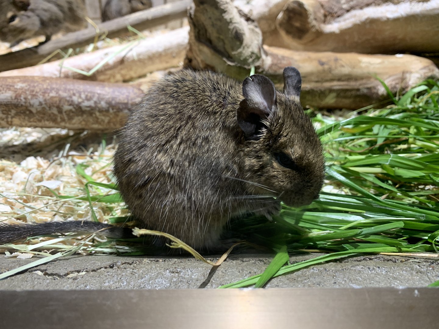 Degu
