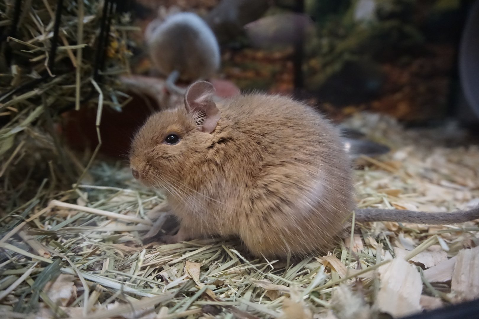 Degu