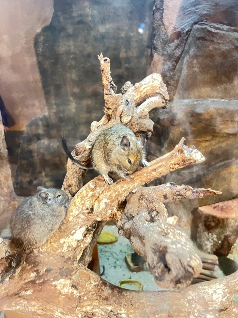 Degu