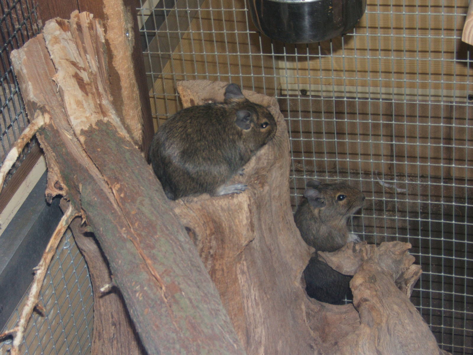 Degu