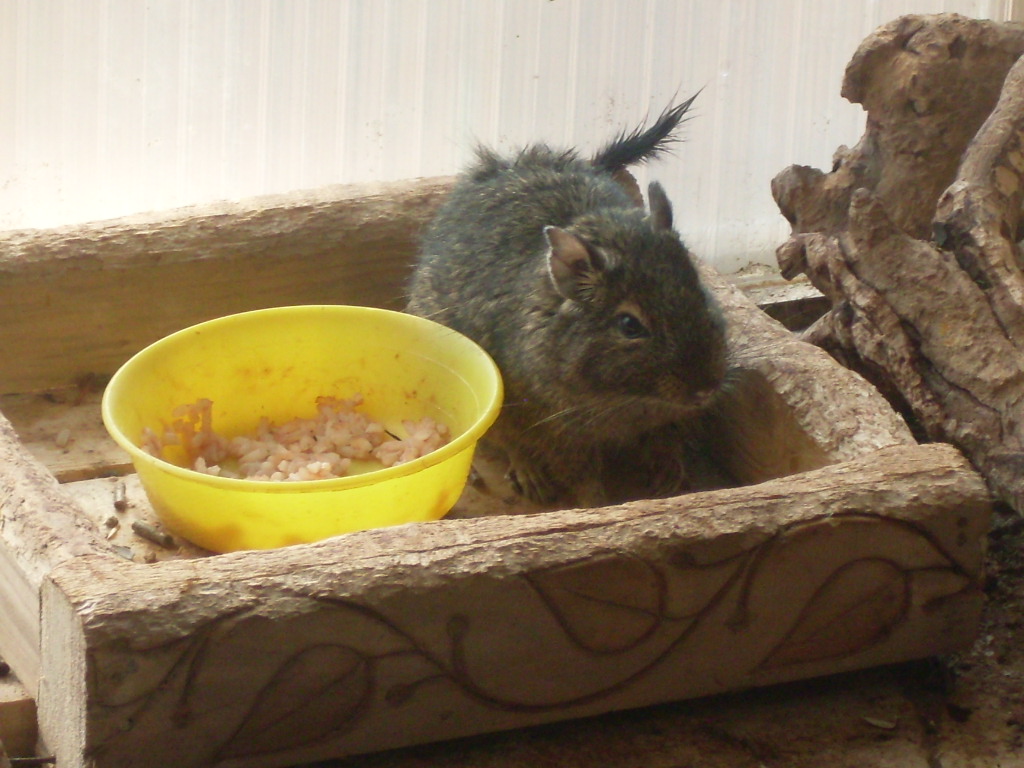 Degu