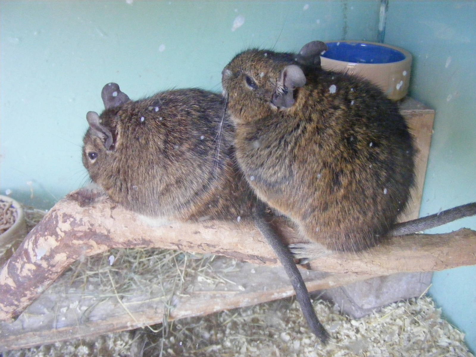 Degus at Birdworld, 20 June 2010