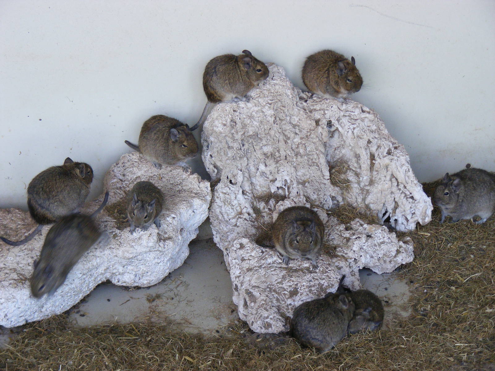 Degus at Lakeland Wildlife Oasis, 14 June 2011