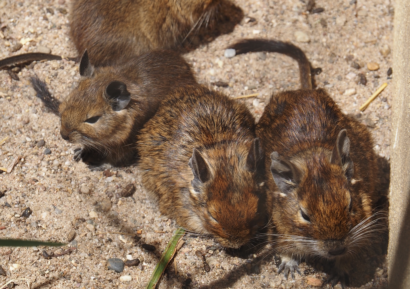 Degus (Octodon degus), 2025-05-22