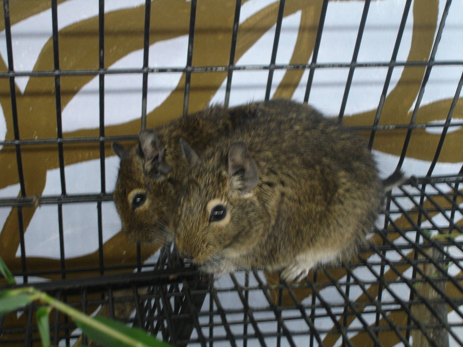 Degus