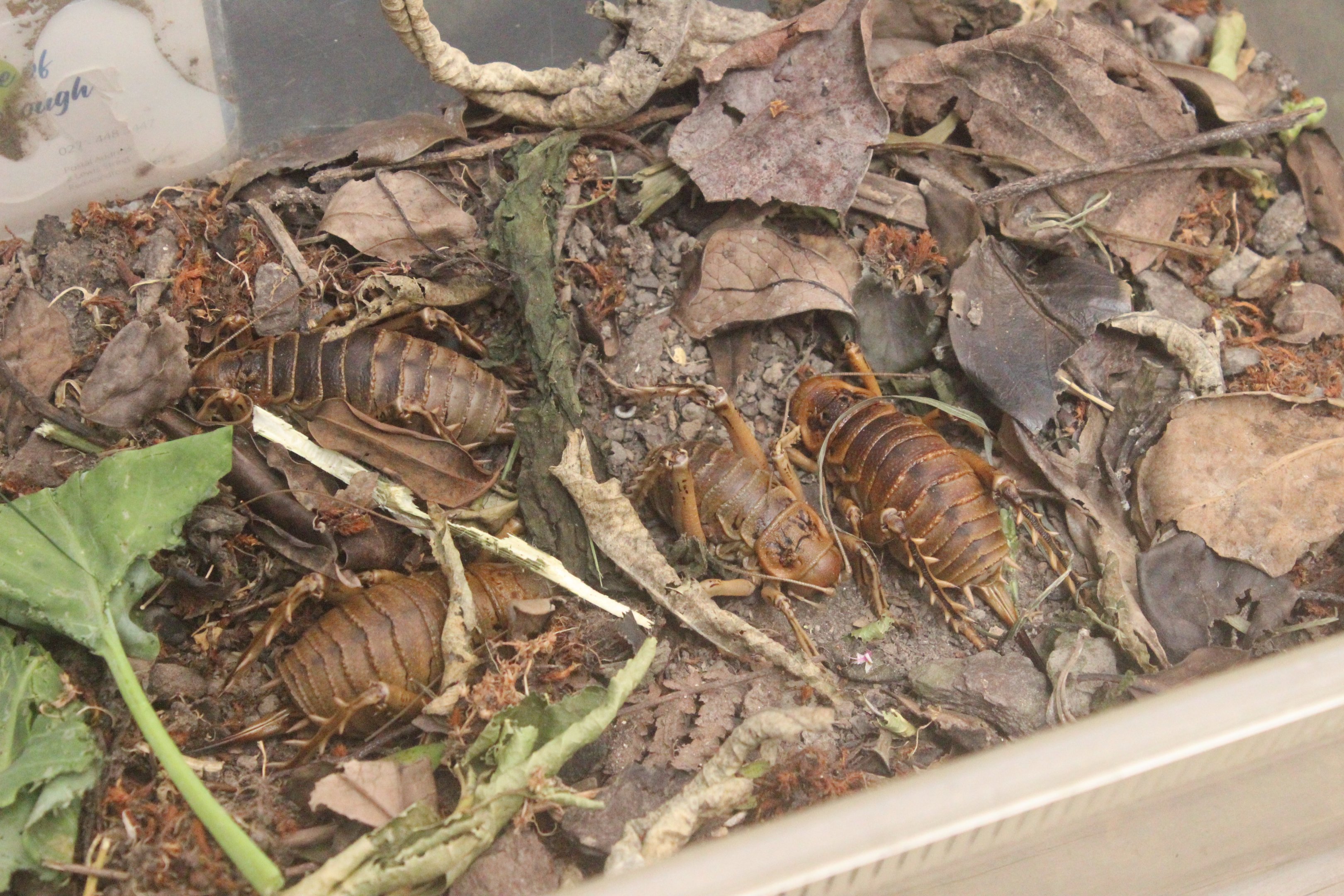 Deinacrida rugosa, Koru Native Wildlife Centre