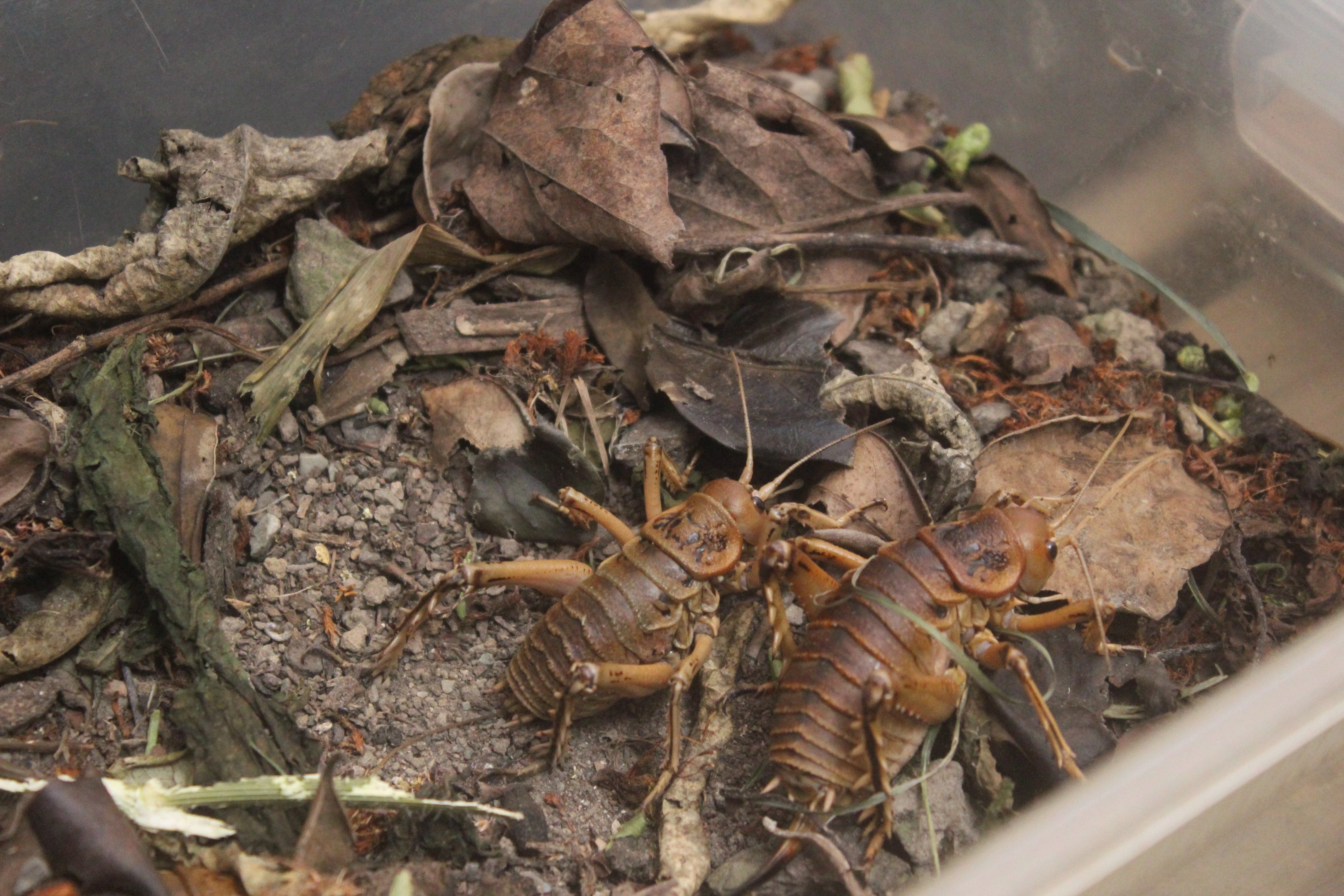 Deinacrida rugosa, Koru Native Wildlife Centre