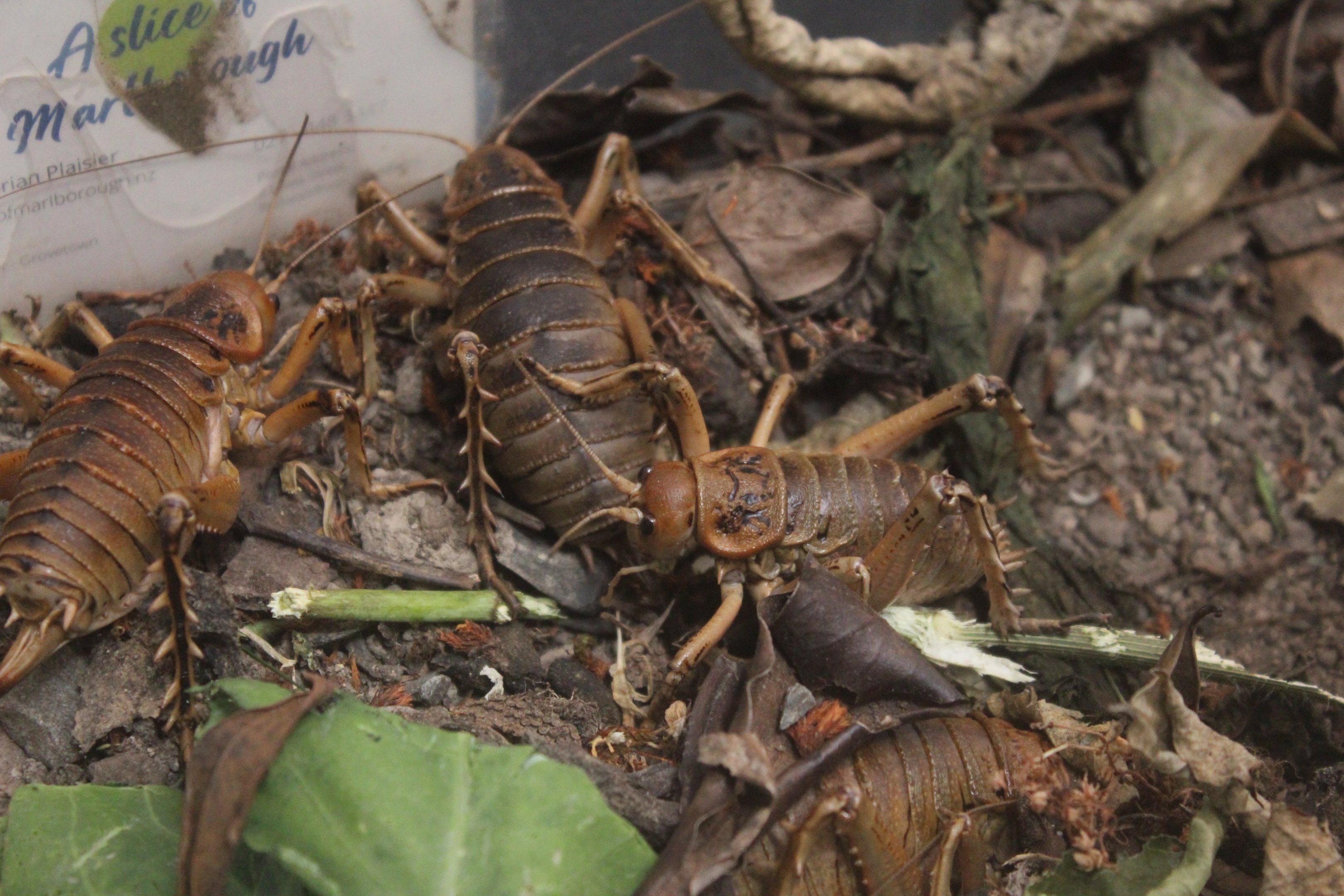 Deinacrida rugosa, Koru Native Wildlife Centre