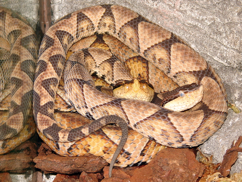 Deinagkistrodon acutus / Chinese moccasin