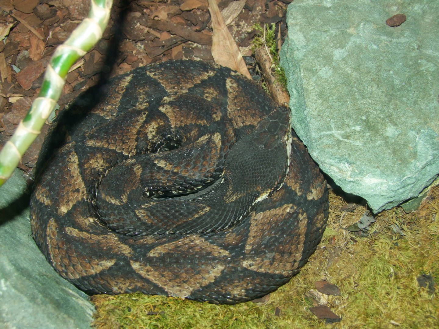 Deinagkistrodon acutus