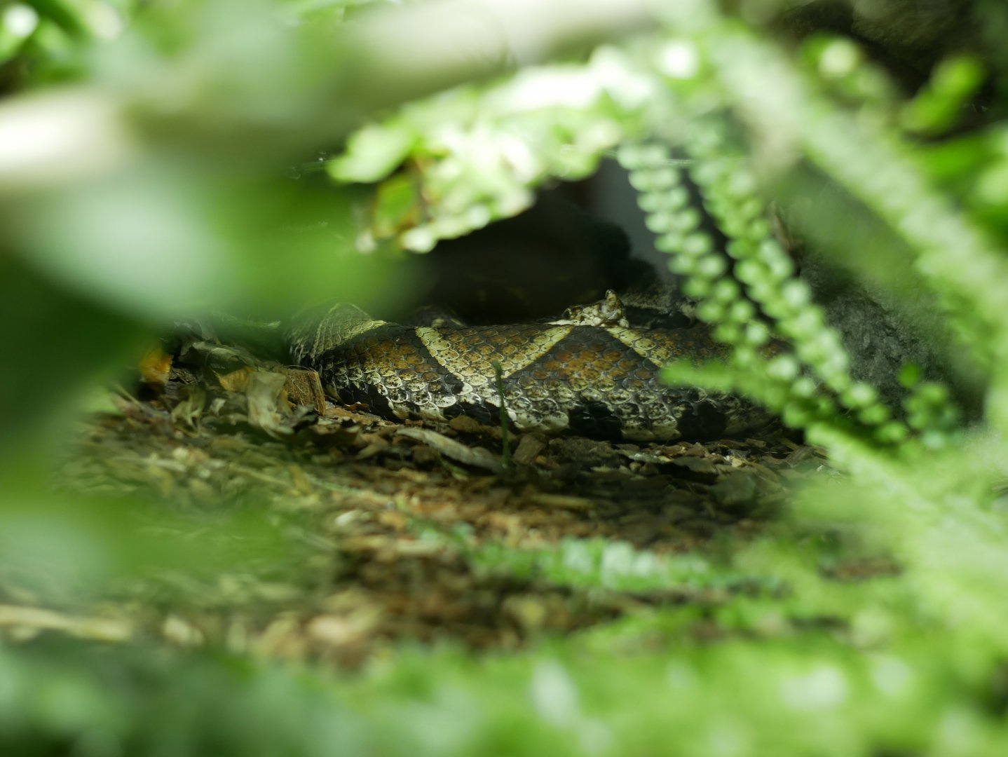 Deinagkistrodon acutus