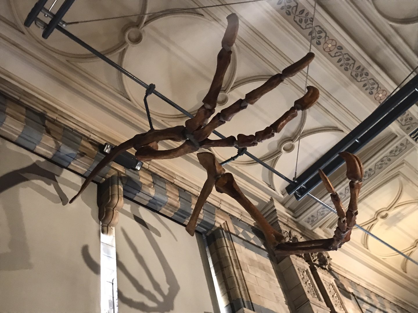 Deinocheirus skeleton