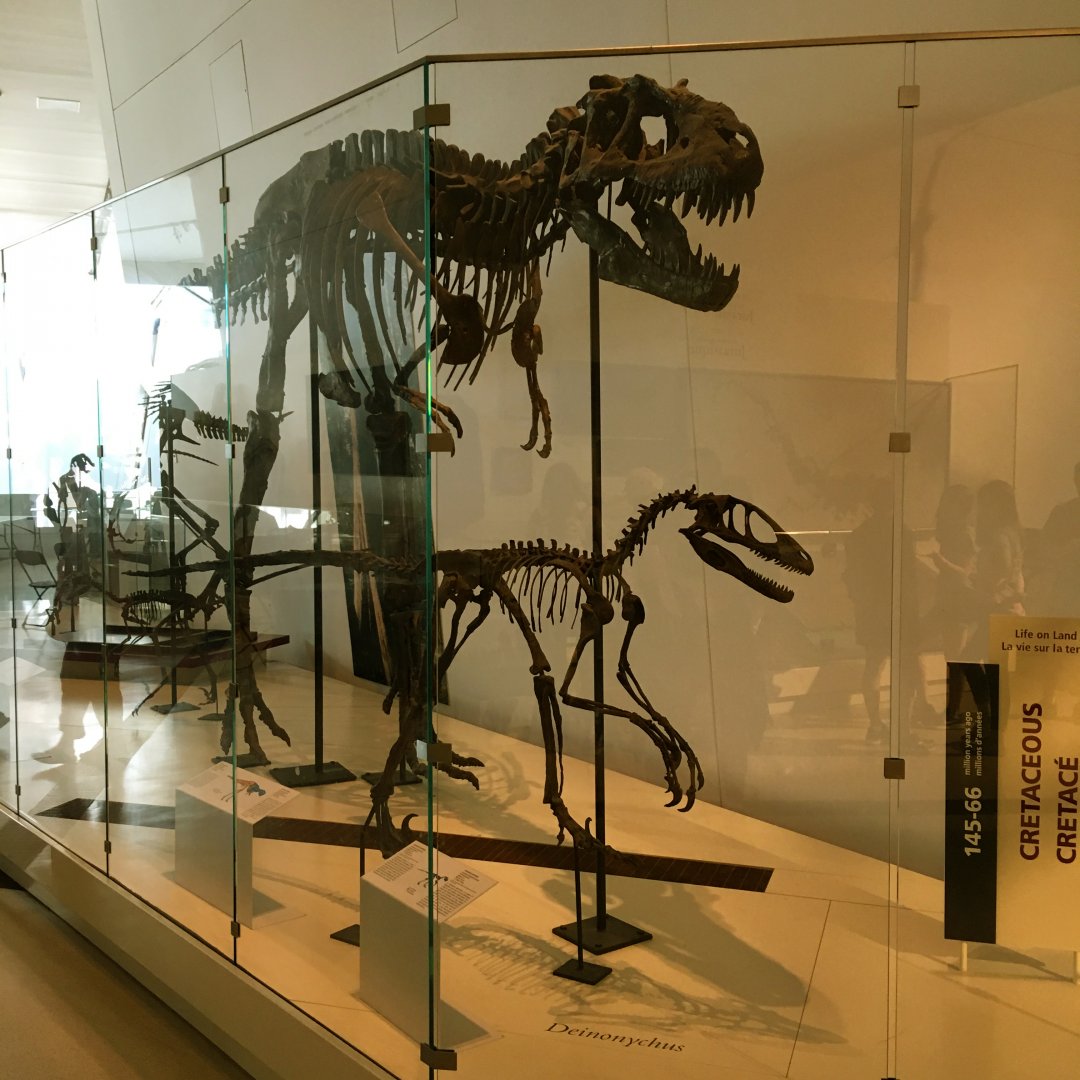 Deinonychus & Albertosaurus