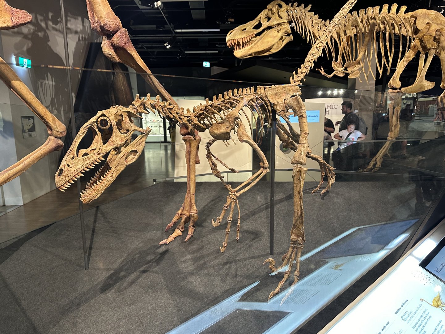 Deinonychus antirrhopus